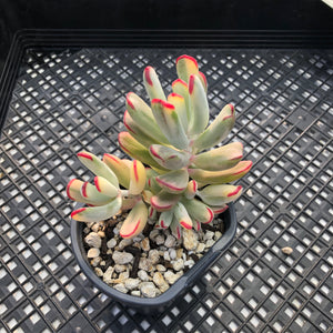 Korean imported Cotyledon orbiculata cv Variegata (long leaf form)