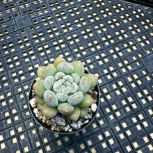 Load image into Gallery viewer, Echeveria ‘Pebbles’