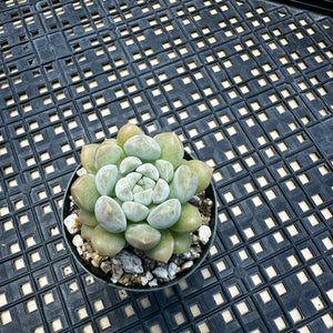 Echeveria ‘Pebbles’