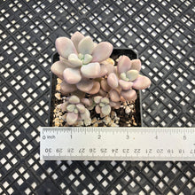 Load image into Gallery viewer, Gratopetalum ‘Ellen’