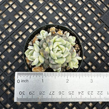 Load image into Gallery viewer, Echeveria Agavoides ‘Tinkerbell’ Variegated