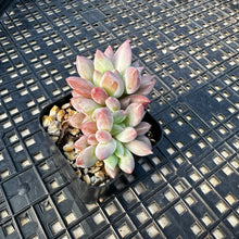 Load image into Gallery viewer, Crested Pachyphytum ‘Red Dragonfly’ aka Red Angel Fingers