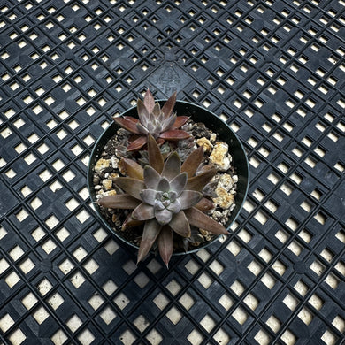 Orostachys ‘NYBG’