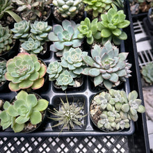 Load image into Gallery viewer, #GMF-91-5  Great selection of Chubby Leafs. Echeveria, Graptopetalum