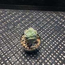 Load image into Gallery viewer, Graptoveria ‘Lovely Rose’
