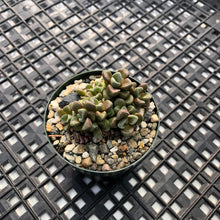Load image into Gallery viewer, Crassula ‘Susannae’