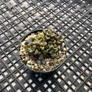 Crassula ‘Susannae’