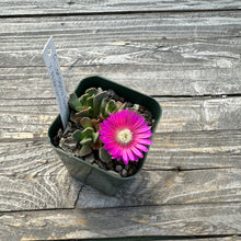 Load image into Gallery viewer, Aloinopsis spathulata x nananthus (Hardy Living Stone)