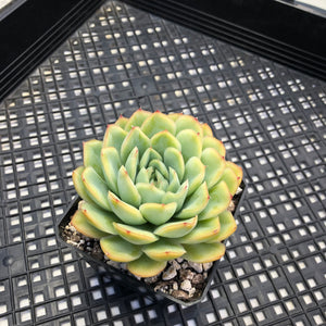 Echeveria ‘Lime Pink’