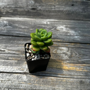 Echeveria Agavoides ebony ‘Peridot’