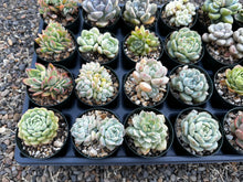 Load image into Gallery viewer, #PBT-E2 Assorted 2-2.5” premium succulents. Echeveria, Crested, Graptoveria, Sedum, Variegated