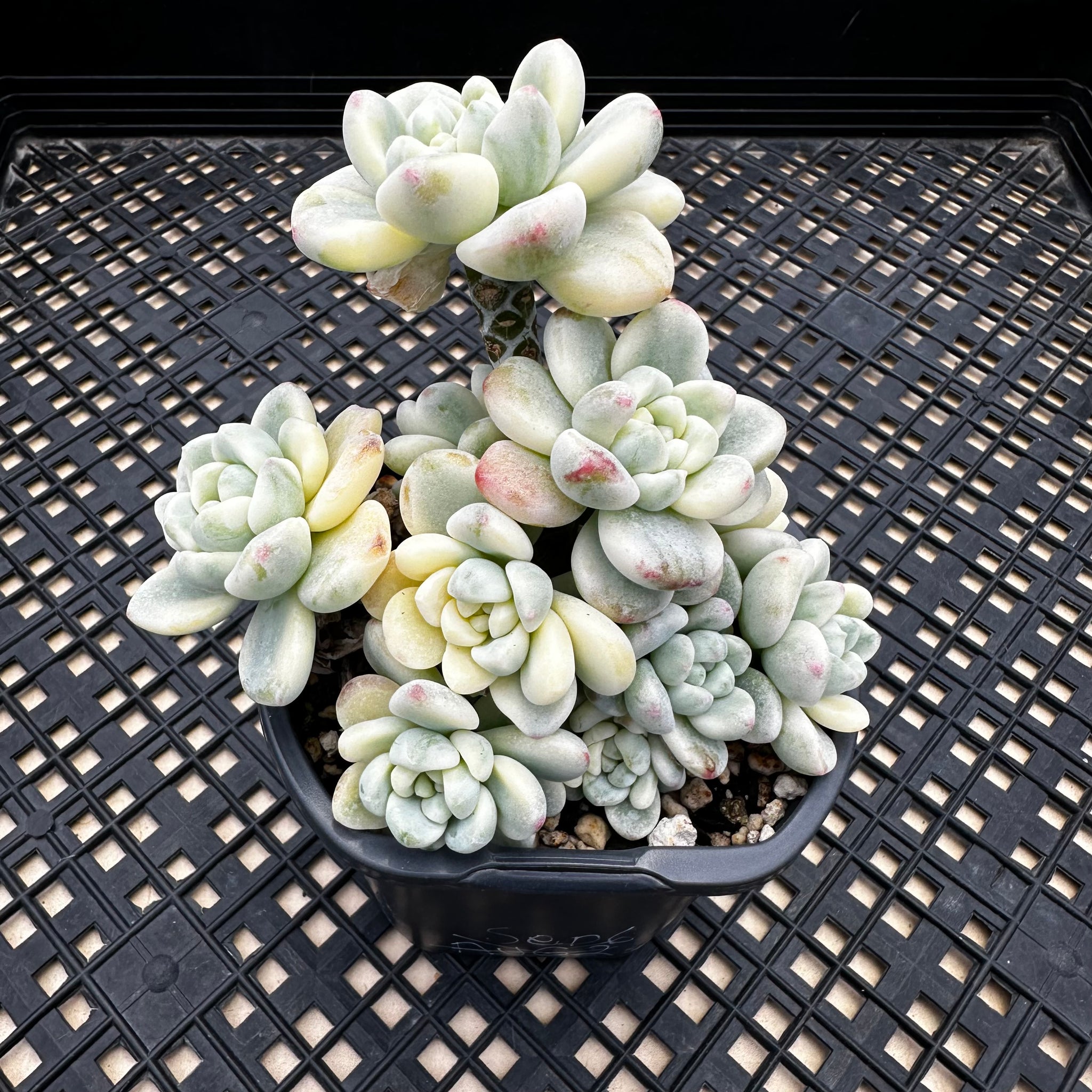 sedum clavatum succulent Sedum clavatum variegated – Chubby Leaf Succulents