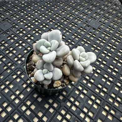 Gratopetalum ‘Ellen’