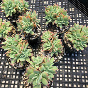 Echeveria ‘Luella’