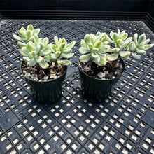 Load image into Gallery viewer, Echeveria macdougallii variegated  aka “sedoides“