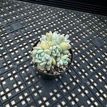 Load image into Gallery viewer, Echeveria ‘Pink Bright’