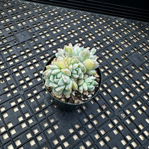 Echeveria ‘Pink Bright’