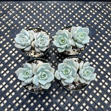Load image into Gallery viewer, Graptoveria titubans