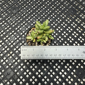 Crassula nudicaulis var. herrei Variegated