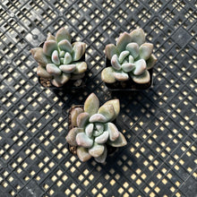 Load image into Gallery viewer, Graptoveria ‘Opalina’