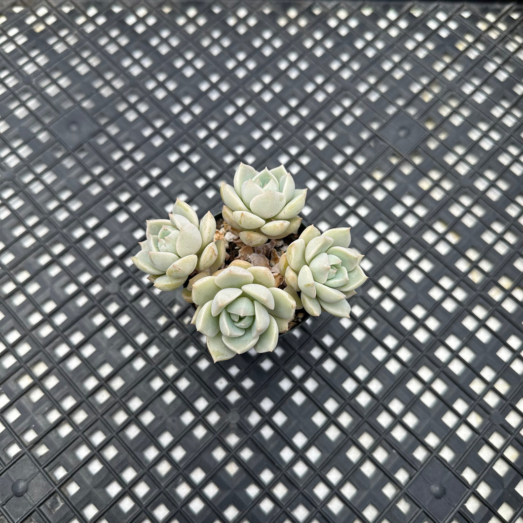 Graptoveria titubans