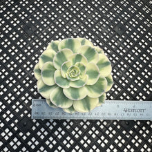 Load image into Gallery viewer, Echeveria ‘Lenore Dean’ Variegated