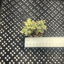 Load image into Gallery viewer, Echeveria macdougallii variegated  aka “sedoides“