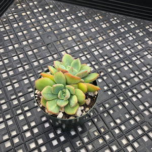 Graptoveria ‘Worthy One’