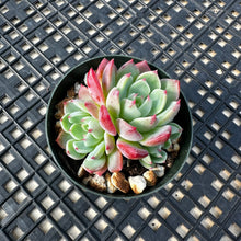 Load image into Gallery viewer, Echeveria Nanahukumini