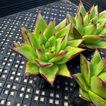 Load image into Gallery viewer, Echeveria agavoides 'Ebony’