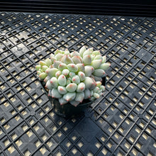 Load image into Gallery viewer, Echeveria ‘Crown Ball’