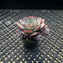 Load image into Gallery viewer, Echeveria ‘Laulensis’