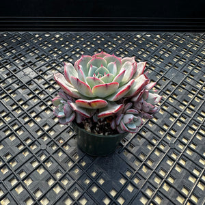 Echeveria ‘Laulensis’