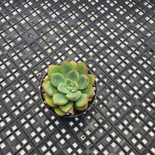 Load image into Gallery viewer, Graptoveria ‘Worthy One’