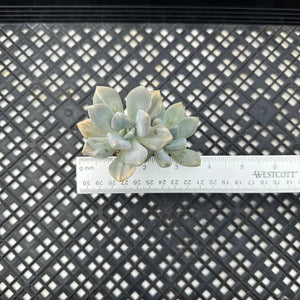 Pachyveria Pachyphytodies Variegated