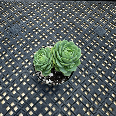 Sedeveria ‘Green Rose’