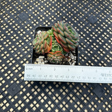 Load image into Gallery viewer, Echeveria ‘Sugar Baby’