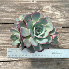 Load image into Gallery viewer, Echeveria ‘Laulensis’ planter combo