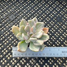 Load image into Gallery viewer, Pachyveria Pachyphytoides Variegated