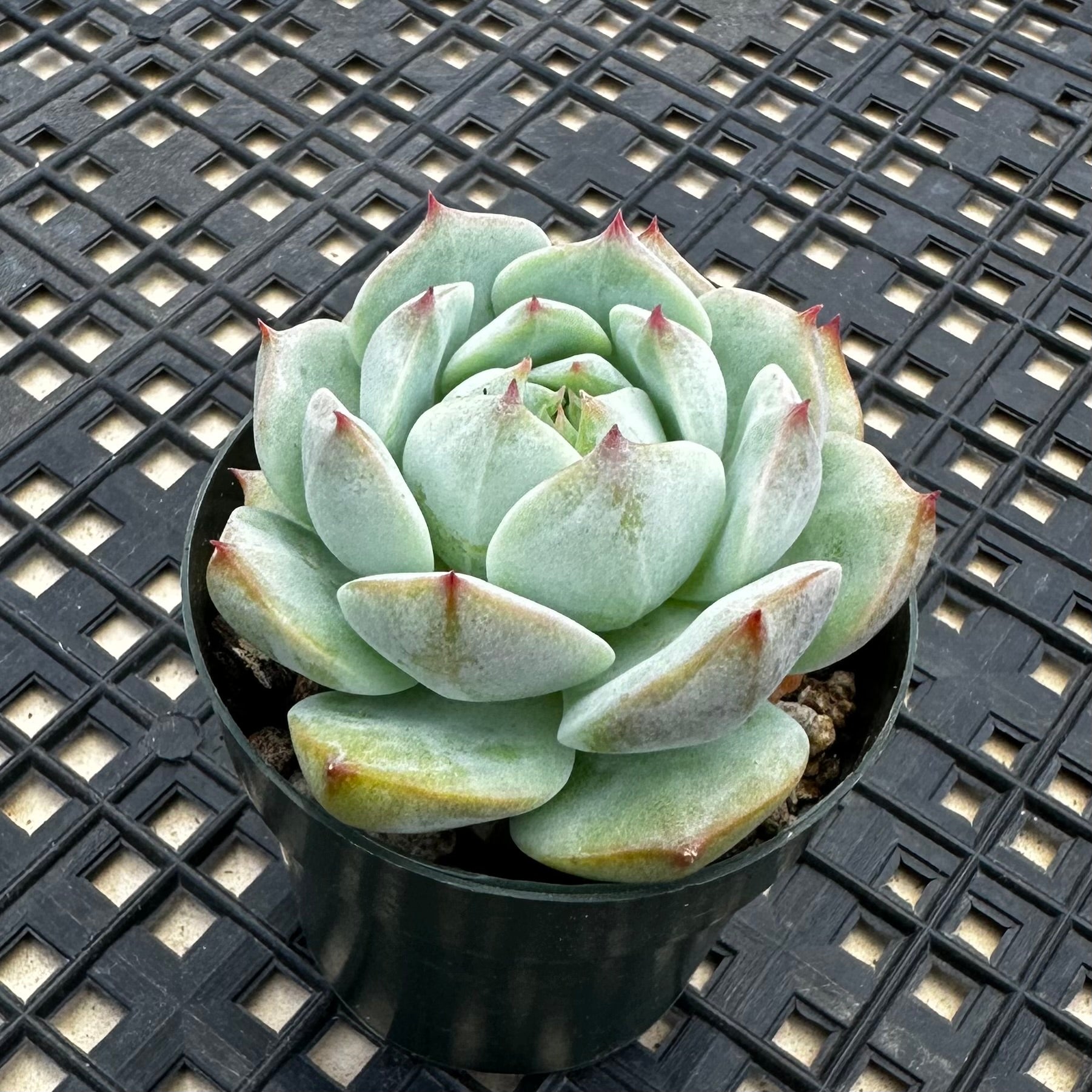 chubby leaf succulents Echeveria 'Prism' – Chubby Leaf Succulents