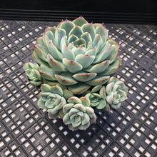 Load image into Gallery viewer, Echeveria ‘Fire Flower’
