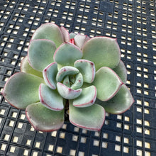 Load image into Gallery viewer, Echeveria ‘Misellosa’
