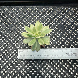Echeveria ‘Minibelle’ Variegated
