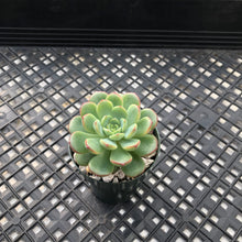 Load image into Gallery viewer, Echeveria ‘Red Top’