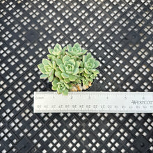 Load image into Gallery viewer, Echeveria sp.