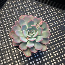 Load image into Gallery viewer, Echeveria ‘Laulensis’