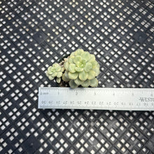 Load image into Gallery viewer, Echeveria ‘Tango’ Variegated