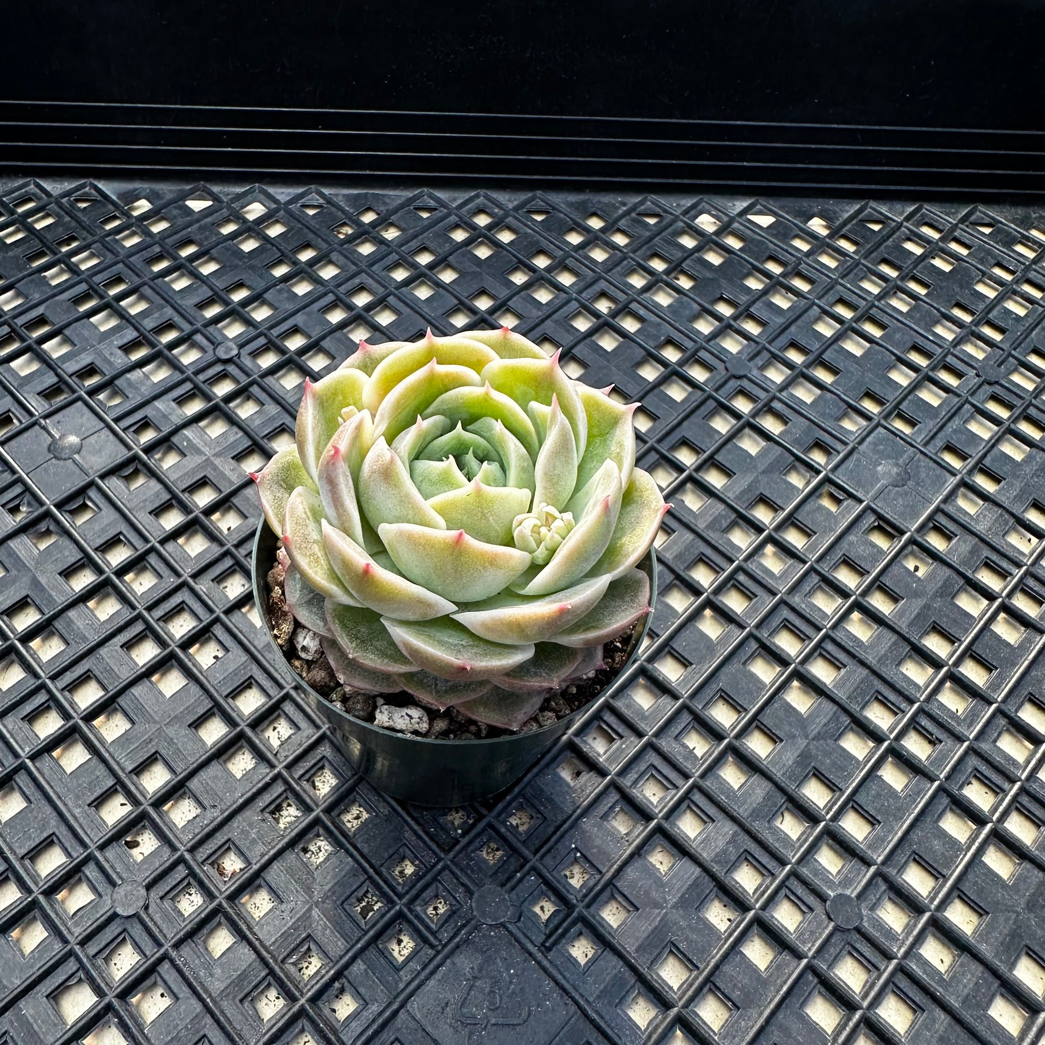 onslow succulent Echeveria cv 'Onslow' – Chubby Leaf Succulents