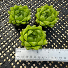 Load image into Gallery viewer, Haworthia cooperi