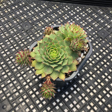 Load image into Gallery viewer, Sempervivum Chick Charms®  Gold Nugget™